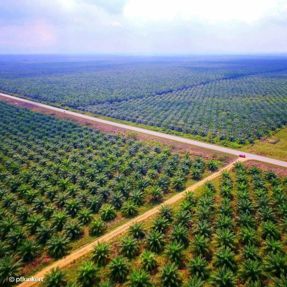 ilustrasi kebun kelapa sawit